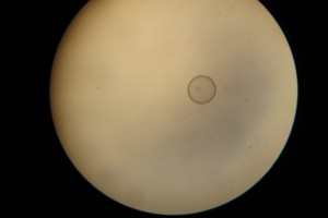 embryo d8